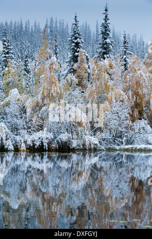 Couleurs d'automne et la première chute de neige à Five Mile Lake. Silver Trail, Territoire du Yukon, Canada Banque D'Images