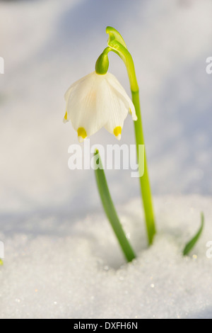 Close-up de perce-neige en fleurs avec de la neige au printemps, Spessart, Bavaria, Germany Banque D'Images