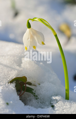 Close-up de perce-neige en fleurs avec de la neige au printemps, Spessart, Bavaria, Germany Banque D'Images