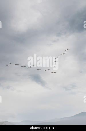 Voir d'Outardes volant en formation, l'île de Vancouver, Colombie-Britannique, Canada Banque D'Images