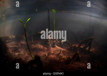 De minuscules crevettes rouges dans les mangroves de boue, espèces non identifiées, Raja Ampat, Papouasie occidentale, en Indonésie Banque D'Images