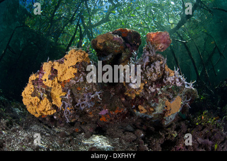 De plus en plus d'éponges dans les Mangroves, Rhizophora, Raja Ampat, Papouasie occidentale, en Indonésie Banque D'Images
