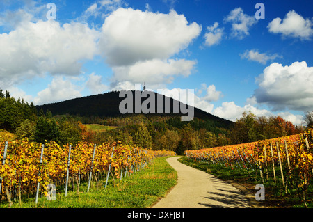 Vignobles, Ortenau, Baden Wine Route, Baden-Wurttemberg, Allemagne Banque D'Images