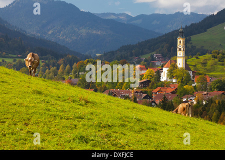 Le bétail au-dessus de la ville de Pfronten (près de Fussen), Allgäu, Bavière, Allemagne Banque D'Images