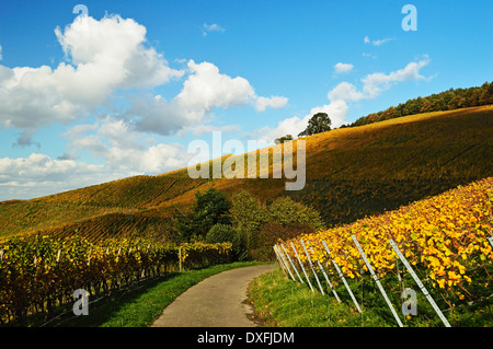 Vignobles, Ortenau, Baden Wine Route, Baden-Wurttemberg, Allemagne Banque D'Images