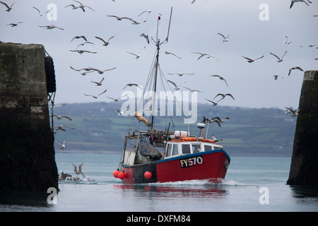 Un petit bateau de pêche entrant dans le port de Newlyn, Cornwall, UK, avec l'équipe d'un troupeau de mouettes. Banque D'Images