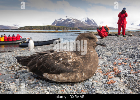 Un Brown Labbe, Stercorarius antarcticus sur la plage sur l'île de prion, la Géorgie du Sud, Sud de l'océan. Banque D'Images