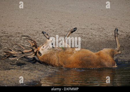 Red Deer stag, roulant dans la boue / (Cervus elaphus) Banque D'Images