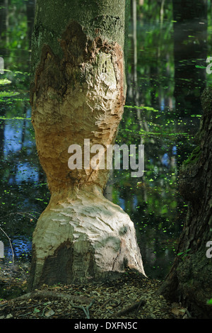 Des traces d'alimentation de Beaver tronc de vieux charme Briese marais vallée près de Berlin Allemagne / (Carpinus betulus) (Castor fiber) Banque D'Images