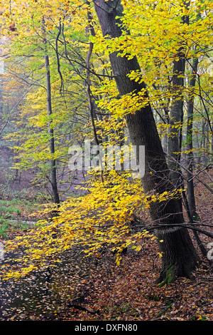 Les hêtres, Markische Schweiz Nature Park, Buckow, Brandebourg, Allemagne / Fagus (spec.) / Märkische Schweiz Banque D'Images