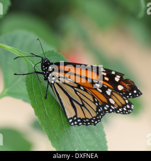 American le monarque (Danaus plexippus) posant sur une feuille Banque D'Images