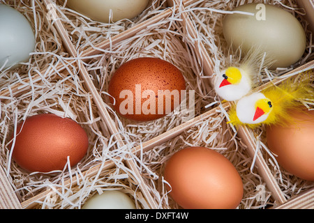 Assortiment de couleur différente les oeufs de poule affichée avec deux décorations de Pâques de poulets En caisse bois soda Banque D'Images