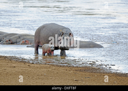 Hippopotamus, femme avec jeune nouveau-né, Mara River, Masai Mara, Kenya / (Hippopotamus amphibius) Banque D'Images