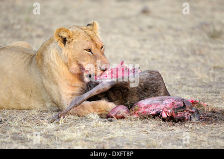 L'African Lion, lionne manger,saisi Gnu, Masai Mara game reserve, Kenya / (Panthera leo) Banque D'Images