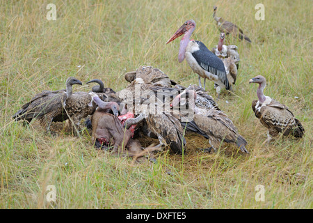 Ruppell's les vautours et charognards manger Marabout africain réserve Masai Mara Kenya / (Gyps rueppellii) Flamant rose (Phoenicopterus ruber ( Banque D'Images