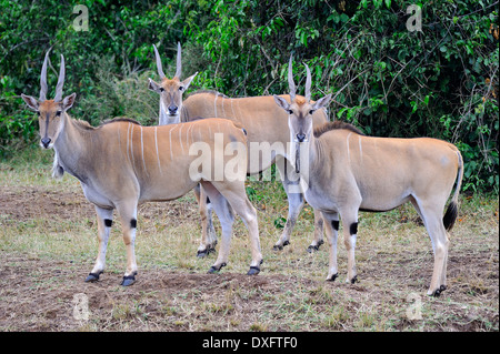 Des élans, commune de la réserve Masai Mara, Kenya / (Taurotragus oryx, Tragelaphus oryx) / côté Banque D'Images