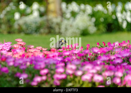 Common myna et parterre Banque D'Images