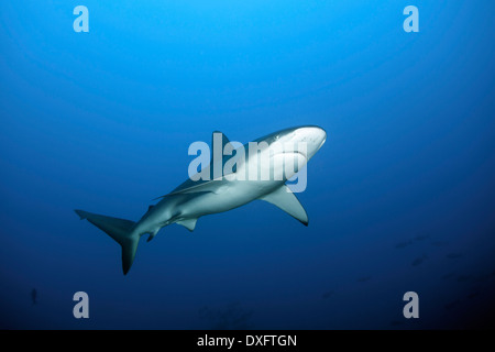 Carcharhinus galapagensis Requins Galápagos, l'île Cocos, Costa Rica, Banque D'Images