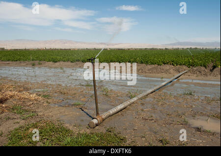 La Mecque, Californie, USA. Mar 21, 2014. Les cultures de l'eau gicleurs près du lac Salton dans Imperial County, Californie La région est très active, et le ruissellement agricole des fermes voisines est la seule source d'eau de la mer. La mer a été graduellement diminué depuis sa création par l'activité sismique au début des années 1900, plus encore après être devenu une aire de loisirs populaire au milieu du siècle. Aujourd'hui, la mer s'évapore et devient de moins en mesure d'assurer la survie des poissons et des oiseaux. Le tourisme s'est mort au loin, et les villes bordant la mer sont lentement repris par le désert. (Crédit Im Banque D'Images