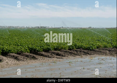 La Mecque, Californie, USA. Mar 21, 2014. Les cultures de l'eau gicleurs près du lac Salton dans Imperial County, Californie La région est très active, et le ruissellement agricole des fermes voisines est la seule source d'eau de la mer. La mer a été graduellement diminué depuis sa création par l'activité sismique au début des années 1900, plus encore après être devenu une aire de loisirs populaire au milieu du siècle. Aujourd'hui, la mer s'évapore et devient de moins en mesure d'assurer la survie des poissons et des oiseaux. Le tourisme s'est mort au loin, et les villes bordant la mer sont lentement repris par le désert. (Crédit Im Banque D'Images