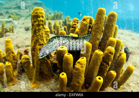 Murène tachetée Gymnothorax, moringa, mer des Caraïbes, la Dominique Banque D'Images