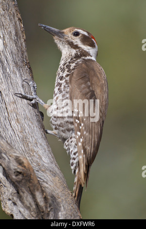 Pic de l'Arizona - Picoides arizonae - homme adulte Banque D'Images