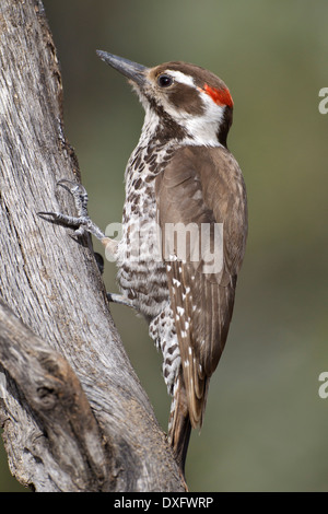 Pic de l'Arizona - Picoides arizonae - homme adulte Banque D'Images