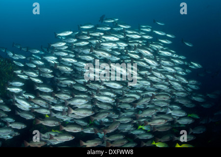 Banc de Whipper Snapper Lutjanus jordani, Cocos Island, Costa Rica Banque D'Images