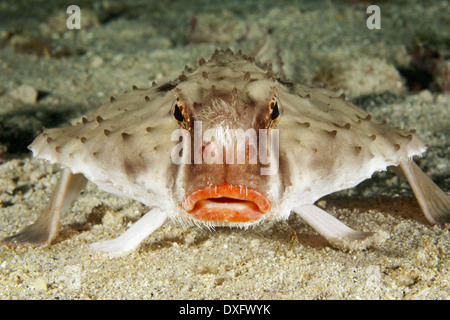 Rosylip platax, Ogcocephalus porrectus, Cocos Island, Costa Rica Banque D'Images