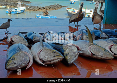 Le thon fraîchement pêché au port de pêche de l'île Santa Cruz Puerto Ayora Îles Galapagos Équateur / (Thunnus albacares) / Banque D'Images