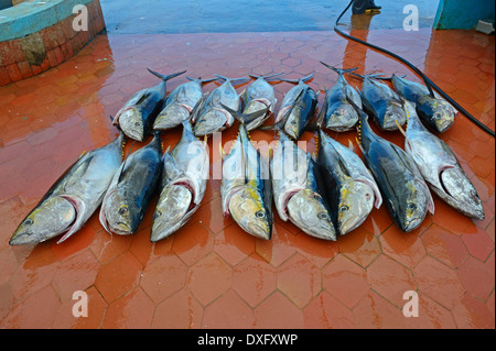 Le thon fraîchement pêché au port de pêche de l'île Santa Cruz Puerto Ayora Îles Galapagos Équateur / (Thunnus albacares) / Banque D'Images