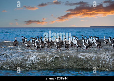 Blue-eyed comorant, Phalacrocorax atriceps au coucher du soleil, la Péninsule de Valdès, Patagonie, Argentine Banque D'Images