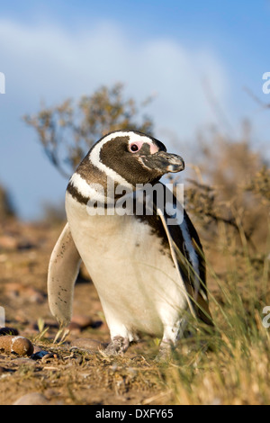 Magellanic Penguin, Spheniscus magellanicus, la Péninsule de Valdès, Patagonie, Argentine Banque D'Images