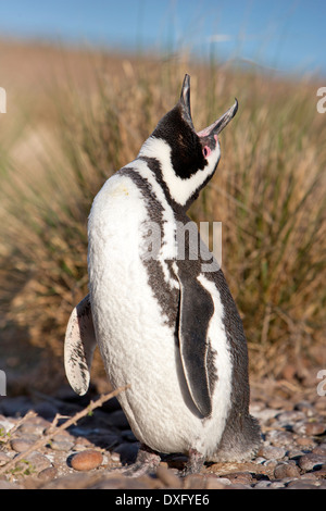 Magellanic Penguin, Spheniscus magellanicus, la Péninsule de Valdès, Patagonie, Argentine Banque D'Images