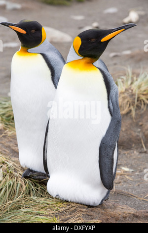 Manchots royaux dans la deuxième plus grande colonie de pingouins roi dans la plaine de Salisbury, Géorgie du Sud, Sud de l'océan. Banque D'Images