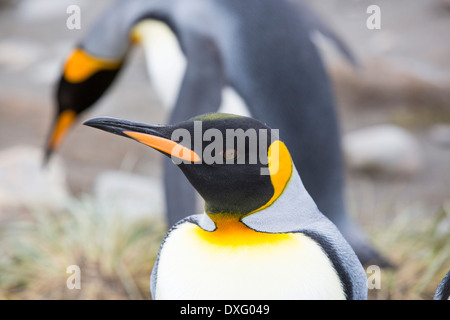 Manchots royaux dans la deuxième plus grande colonie de pingouins roi dans la plaine de Salisbury, Géorgie du Sud, Sud de l'océan. Banque D'Images