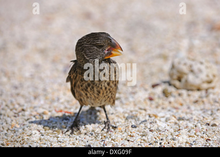 La masse moyenne Finch, l'île de Genovesa, îles Galapagos, Equateur / (Geospiza fortis) / les pinsons Banque D'Images