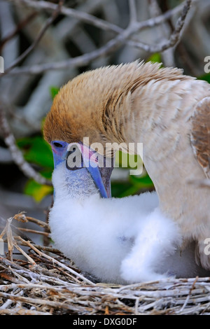 Fou à pieds rouges variété brun, l'alimentation poussin dans nid, l'île de Genovesa, Tower Island, îles Galapagos, Equateur / (Sula sula) Banque D'Images