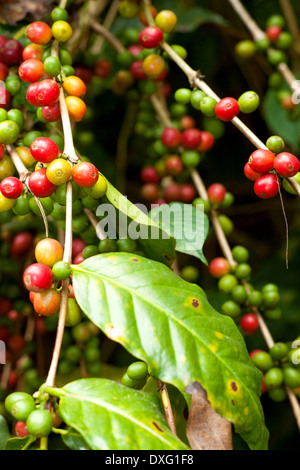 Les grains de café sur les arbres Banque D'Images