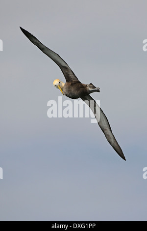 Capot, l'albatros des Galapagos Island, îles Galapagos, Equateur / (Diomedea irrorata) / Espanola Banque D'Images