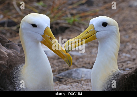 Albatros des Galapagos, Hood Island, îles Galapagos, Equateur / (Diomedea irrorata) / Espanola Banque D'Images