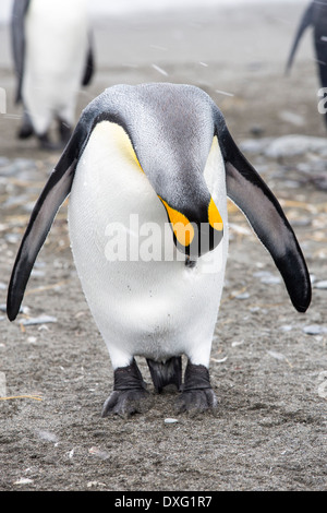 Un Manchot royal se lisser dans la deuxième plus grande colonie de pingouins roi dans la plaine de Salisbury, Géorgie du Sud, Sud de l'océan. Banque D'Images
