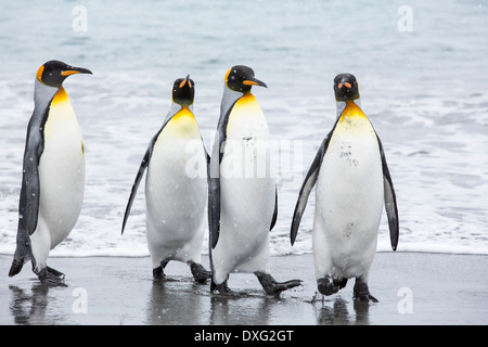 Pingouins roi emege d'un voyage de pêche pour voir sur la plage dans la deuxième plus grande colonie de pingouins roi dans la plaine de Salisbury, Géorgie du Sud, Sud de l'océan. Banque D'Images