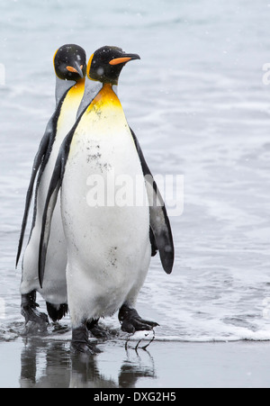 Pingouins roi emege d'un voyage de pêche pour voir sur la plage dans la deuxième plus grande colonie de pingouins roi dans la plaine de Salisbury, Géorgie du Sud, Sud de l'océan. Banque D'Images