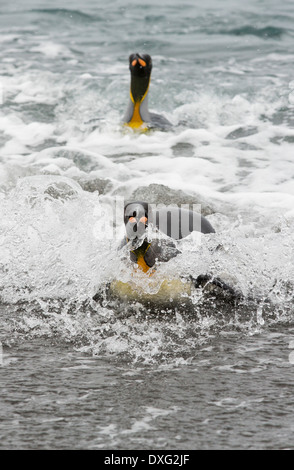 Pingouins roi emege d'un voyage de pêche pour voir sur la plage dans la deuxième plus grande colonie de pingouins roi dans la plaine de Salisbury, Géorgie du Sud, Sud de l'océan. Banque D'Images