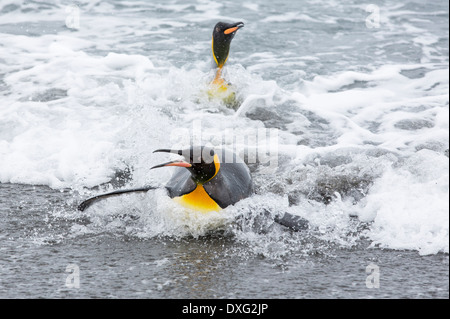 Pingouins roi emege d'un voyage de pêche pour voir sur la plage dans la deuxième plus grande colonie de pingouins roi dans la plaine de Salisbury, Géorgie du Sud, Sud de l'océan. Banque D'Images