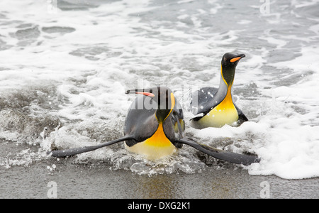 Pingouins roi emege d'un voyage de pêche pour voir sur la plage dans la deuxième plus grande colonie de pingouins roi dans la plaine de Salisbury, Géorgie du Sud, Sud de l'océan. Banque D'Images