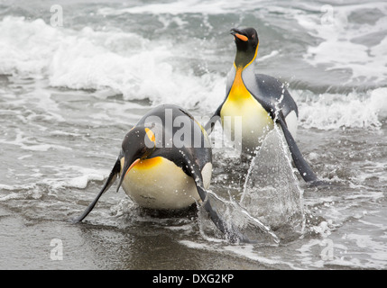 Pingouins roi emege d'un voyage de pêche pour voir sur la plage dans la deuxième plus grande colonie de pingouins roi dans la plaine de Salisbury, Géorgie du Sud, Sud de l'océan. Banque D'Images