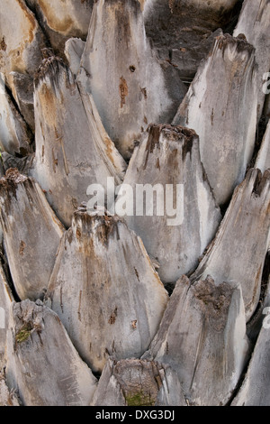 Gros plan d'une section de palm tree trunk - texture Banque D'Images