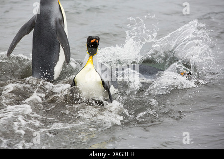 Pingouins roi emege d'un voyage de pêche pour voir sur la plage dans la deuxième plus grande colonie de pingouins roi dans la plaine de Salisbury, Géorgie du Sud, Sud de l'océan. Banque D'Images